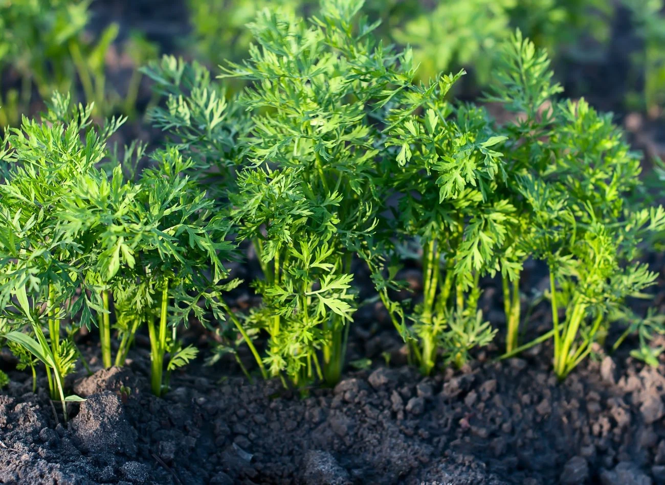 Ziemia pod marchewkę powinna być lekka i bogata w próchnicę