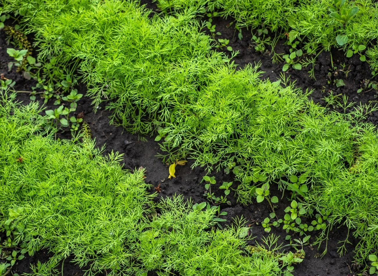 C zas na siew kopru trzeba dostosować do pogody, chodzi o to, by nie wykiełkował przed przymrozkami