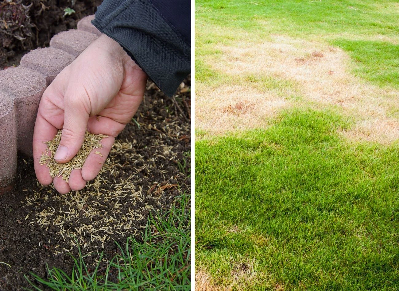 Trawa samozagęszczajaca jest dobra na dosiewki, a także w miejsca mocno wyeksploatowane
