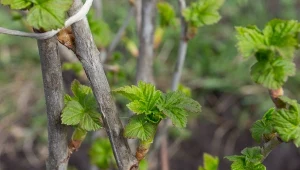 Sadzenie porzeczek do gruntu warto zaplanować na jesień.