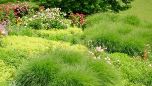 Jeśli zastanawiasz się, jak założyć rabatę preriową, mamy dla ciebie gotową receptę na ogród w północnoamerykańskim stylu.