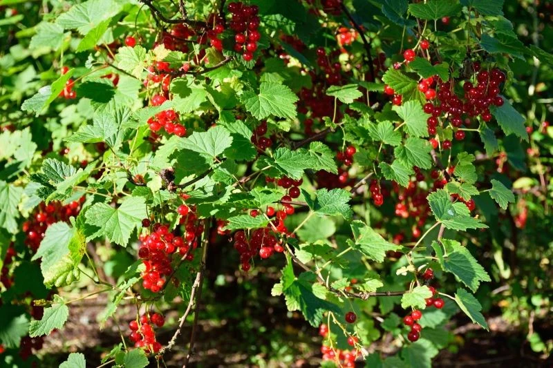 Porzeczki trzeba posadzić głębiej, niż rosły do tej pory, aby dobrze owocowały