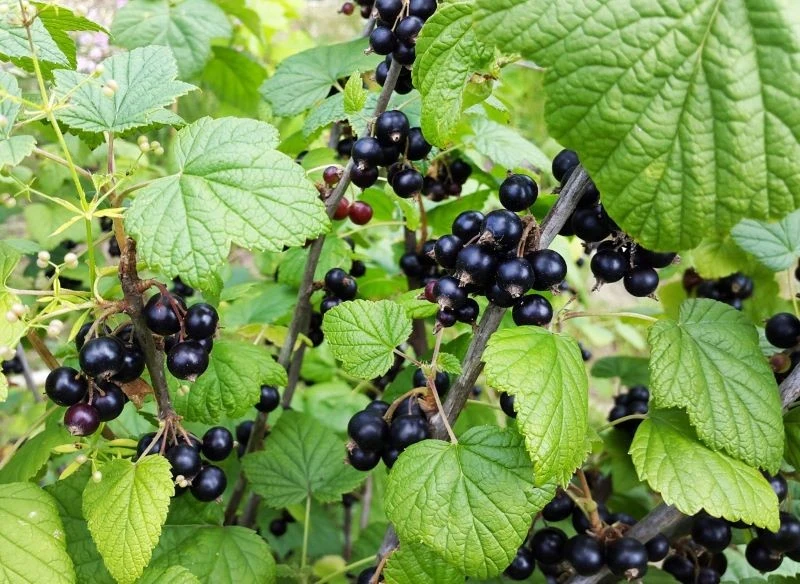 Posadzone jesienią porzeczki warto wyściółkować