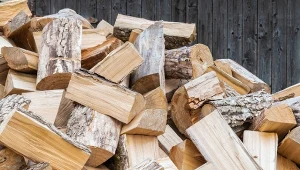 Ile kosztuje drewno w Lasach Państwowych? Tak prezentują się ceny w październiku 2024.