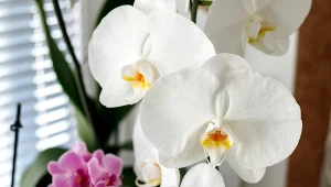 Jeśli storczyk nie chce kwitnąć, przygotuj naturalną odżywkę. Szybko obsypie się kwiatami.