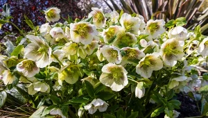 Sprawdź, czym nawozić ciemierniki jesienią.