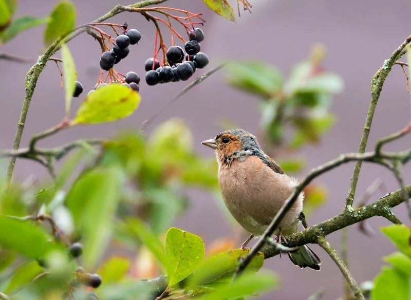 Jera w ogrodzie łatwo zauważysz, zwykle nie nadlatuje sam a z całą kompanią