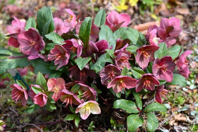 Ciemierniki są łatwe w uprawie, ale czasem stwarzają problemy