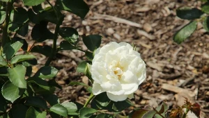 Jesienne ściółkowanie róż pomoże im lepiej przetrwać zimę i przygotować się na następny sezon.