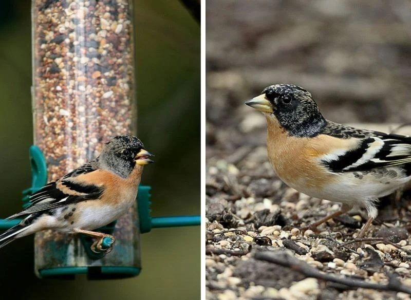 Jery chętnie wyjedzą to, co zostało w ogrodzie, ale warto uzupełnić ich dietę, wypełniając karmnik konkretnymi produktami