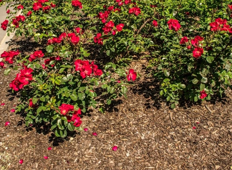 Jednym z najlepszych materiałów do ściółkowania róż jesienią jest kora drzewna