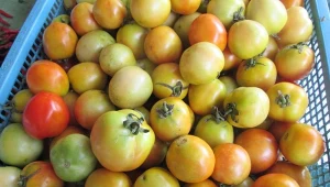 Co zrobić z zebranymi jesienią zielonymi pomidorami? Sposoby ogrodnika