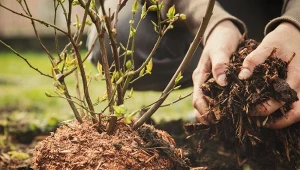 Borówka amerykańska najlepiej rośnie w glebach kwaśnych. Dlatego odpowiednia ściółka po posadzeniu krzewu jesienią będzie konieczna.