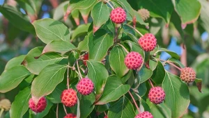 Jakie rośliny zachowują owoce na zimę? Gatunków owocujących naprawdę długo jest wiele, a ich kolory zapierają dech.