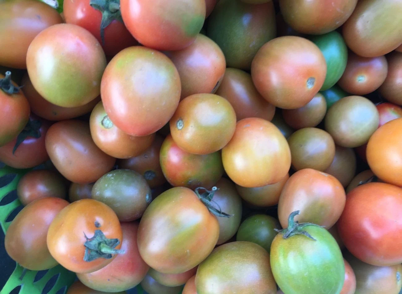 Wiele osób niedojrzałe pomidory umieszcza na parapecie - chodzi o ich kontakt ze słońce