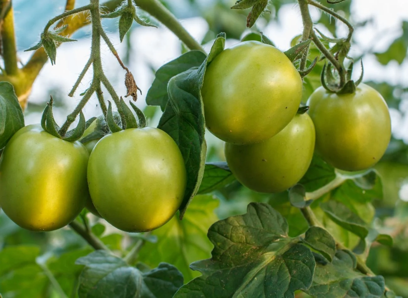 Jeśli masz dużo miejsca, możesz zastosować metodę wieszania krzaków pomidorów do góry nogami