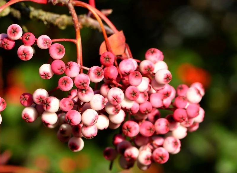 Owoce jednej z odmian jarzębu