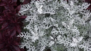 Jak uprawiać starca popielnego?