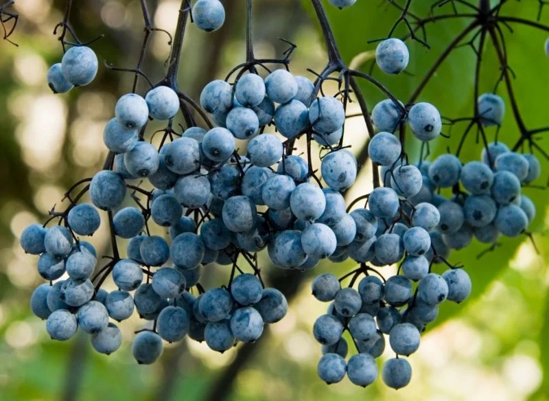 Owoce bzu błękitnego mają charakterystyczny woskowy nalot
