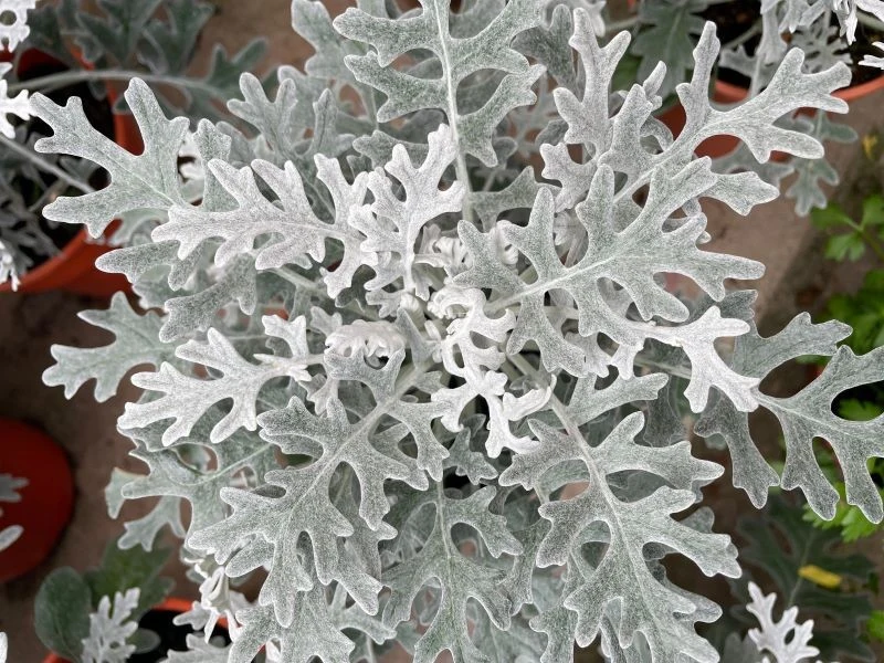 Znakiem rozpoznawczym mrozów są ich srebrzyste, pokryte meszkiem liście