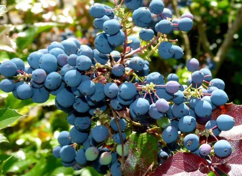 Owoce mahonii zmieniają kolor wraz z porą dojrzewania