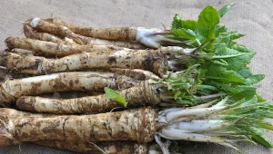 Jak uprawiać chrzan, by mieć zdrowe zbiory? Dwie kwestie są kluczowe.