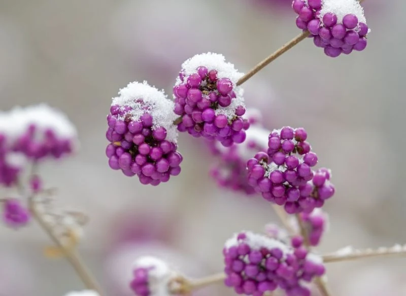 Pięknotka Bodiniera zwykle zrzuca owoce na zimę, ale gdzieniegdzie można dojrzeć utrzymujące się dłużej kiście