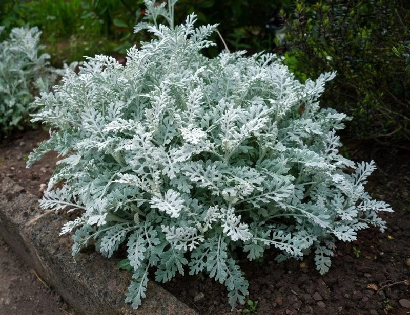 Starzec popielny wyróżnia się zwartym pokrojem