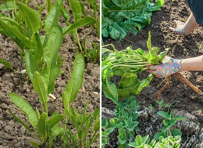 Wykopywanie chrzanu najlepiej przeprowadzić przy użyciu wideł ogrodowych dopiero wtedy, gdy zauważymy, że liście więdną i żółkną