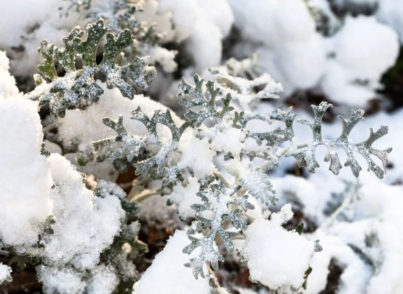 Starzec popielny znosi nawet opady śniegu
