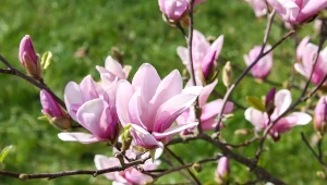 Wyjaśniamy, dlaczego magnolię trzeba zabezpieczyć na zimę.