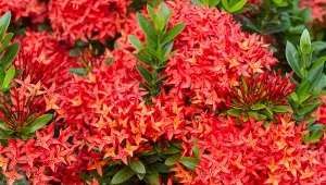 Całe lato obdarowuje kwiatami, w październiku trzeba zabrać ją do pomieszczenia. Iksora szkarłatna – odmiany, uprawa i pielęgnacja