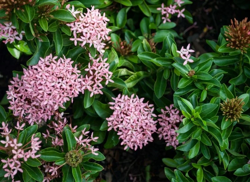 Kwiaty iksory szkarłatnej najczęściej są czerwone lub pomarańczowoczerwone, ale są też odmiany w kolorze różowym