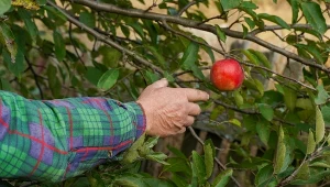 Wbijanie gwoździ w drzewa owocowe to stara metoda, która ma na celu poprawę ich plenności.