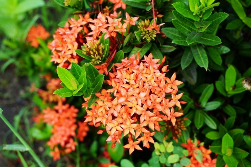 Iksora szkarłatna jest wrażliwa na mróz, dlatego w październiku należy przenieść ją do pomieszczenia