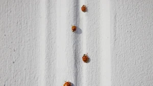 Czy biedronki azjatyckie są groźne? Co zrobić, gdy kolonizują ogród, a jesienią wchodzą do domów?