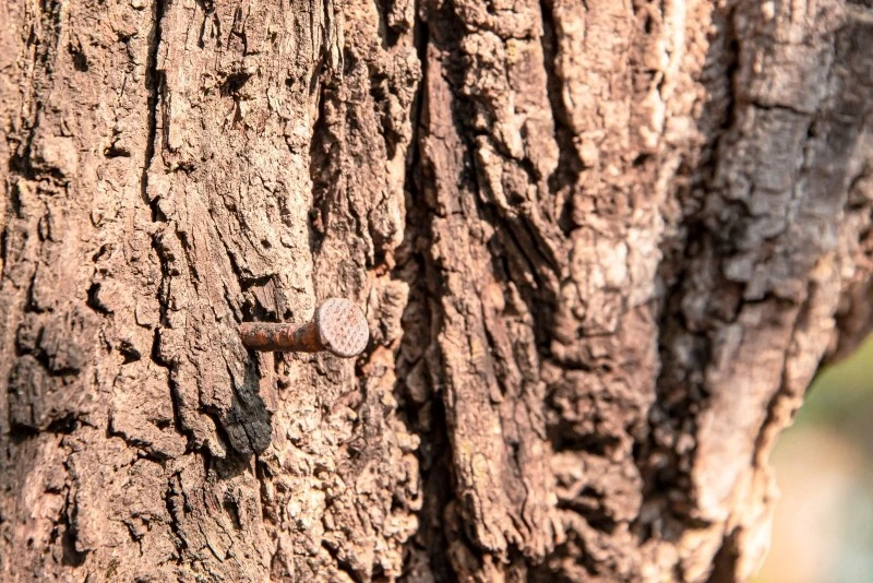 Uważa się, że zardzewiałe gwoździe dostarczają drzewom owocowym żelaza