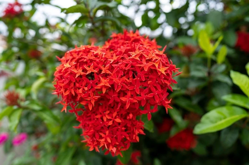 Iksora szkarłatna potrzebuje słonecznego stanowiska oraz kwaśne, przepuszczalne podłoże