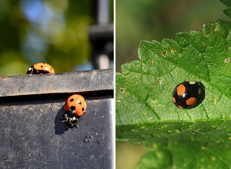 Zmienność cech widoczna w wyglądzie biedronek azjatyckich jest olbrzymia