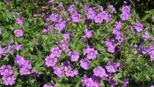 Sprawdź, jak najłatwiej rozmnożyć bodziszki jesienią.