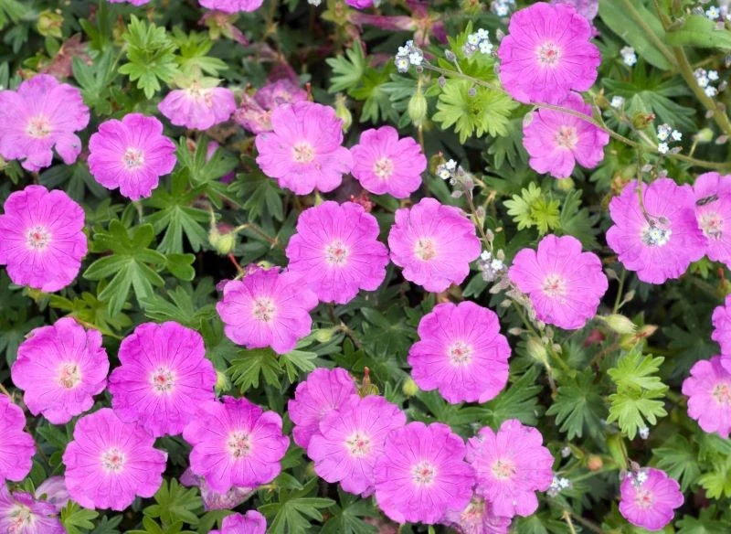 Po kwitnieniu warto rozmnożyć m