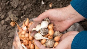 wybór odpowiedniego terminu na sadzenie cebuli czosnku to klucz do sukcesu w uprawie.