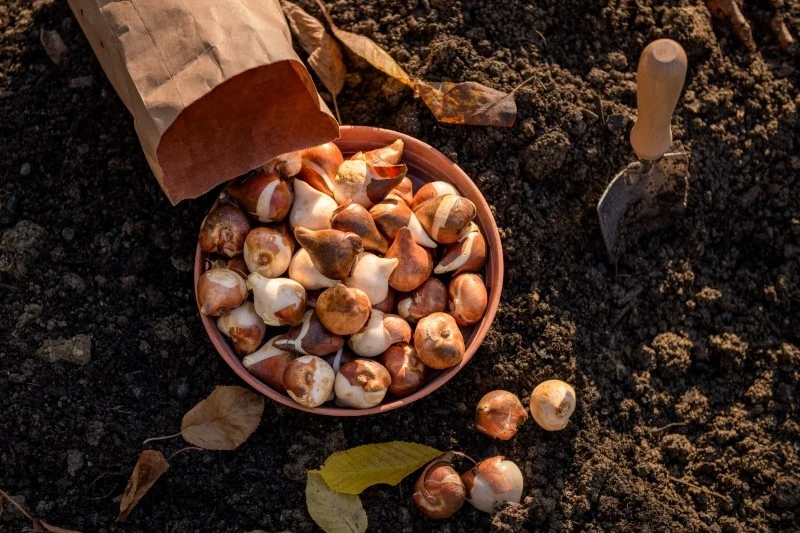 Cebulki tulipanów mogą gnić z kilku powodów, m