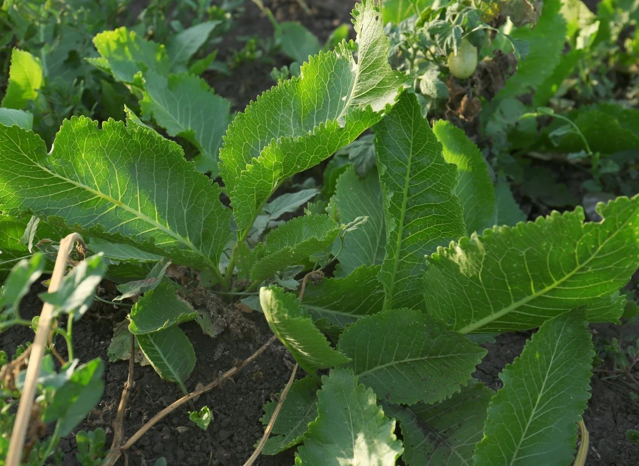 W połowie października śmiało można sadzić w chrzan