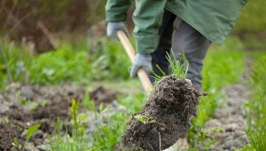 Jak przekopywać ogród, by nie uszkodzić gleby? Ważny jest termin, warunki pogodowe, a także sam sposób odwracania ziemi.