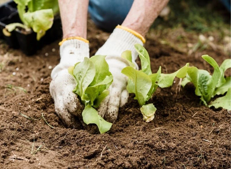 W dobrze przygotowanej, napowietrzonej i odżywionej ziemi rośliny lepiej rosną