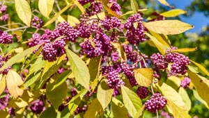 Pięknotka Bodiniera (Callicarpa bodinieri) to jedna z roślin, która jesienią przebarwia się na złoto.