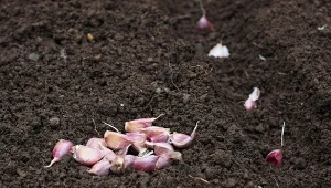Zaprawianie czosnku i cebuli przed sadzeniem ma wiele zalet.