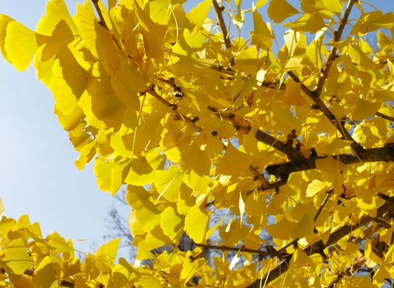 Miłorząb dwuklapowy (Ginkgo biloba) jesienią zachwyca złocistą barwą liści