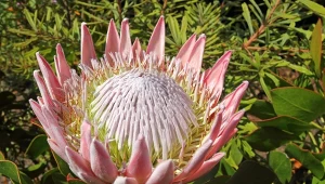 Protea królewska to unikalna roślina, która zachwyca swoimi ogromnymi, okazałymi kwiatami. Sprawdź, jak ją uprawiać.
